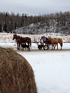 Pony three behind the cart, one beside Snickers pulling the cart and Angus on the left