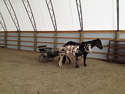 Lena teaching Donkey